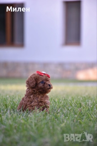 Той пудел Toy poodle, снимка 3 - Пудели - 55006000