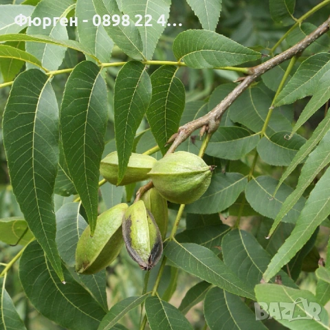 Разсад Орех Пекан, снимка 4 - Разсади - 47897139