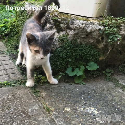 Малко коте, котенце, снимка 3 - Други - 55200478