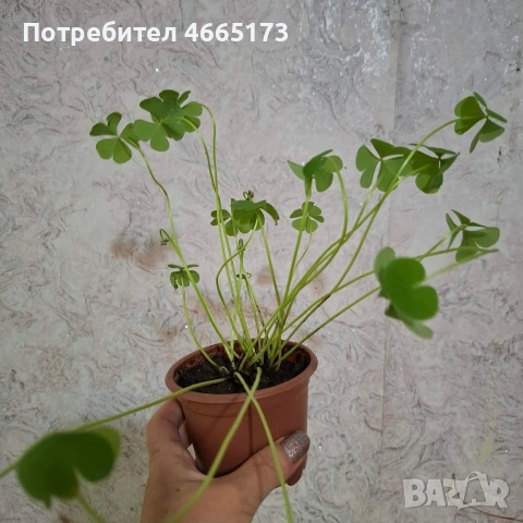 Оксалис/Детелина розова, снимка 9 - Градински цветя и растения - 54378067