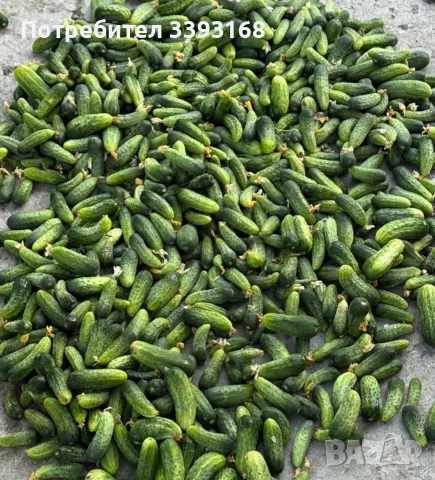 Продавам корнишони