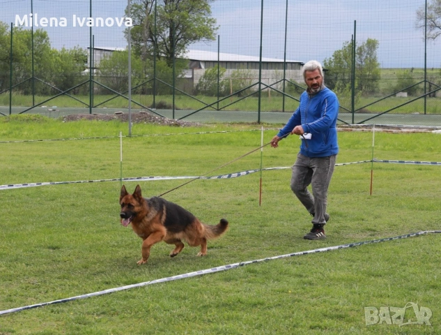 Женски немски овчарки от развъдник , снимка 15 - Немска овчарка - 54111204