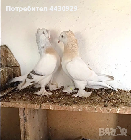 Мардини (фенерлии), снимка 2 - Гълъби - 54141614