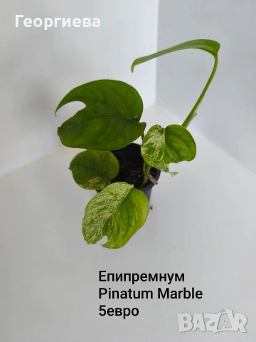 сциндапсус, епипремнум