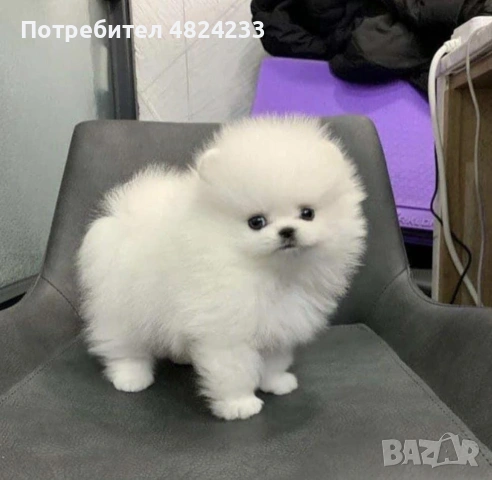 Продават се кученца от породата Померан.