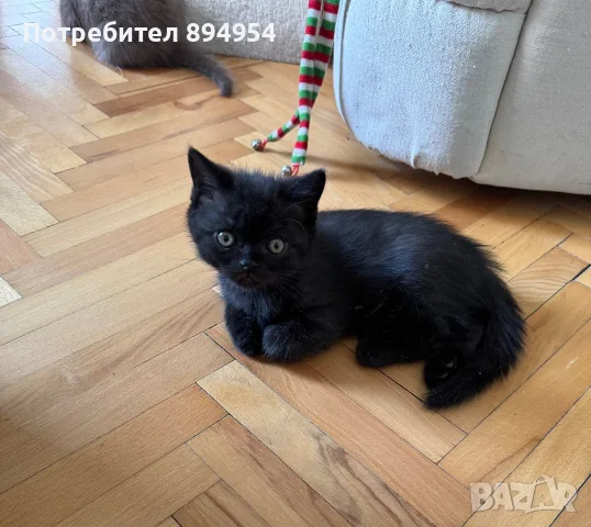 Момченце на 2,5 месеца, снимка 2 - Британска късокосместа - 55319079