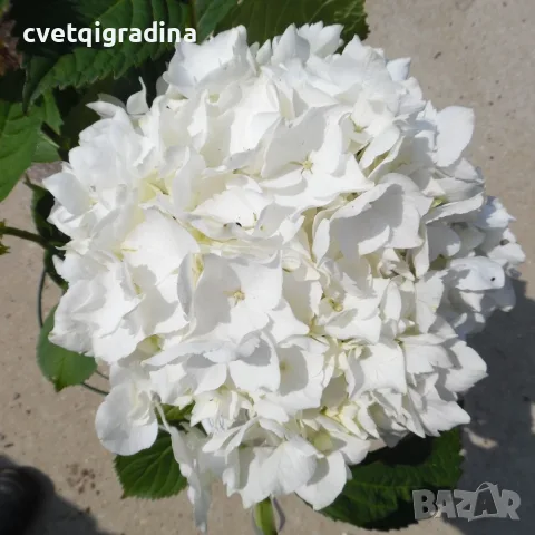 Hydrangea macrophylla ‘Soeur Thérèse’ – „Сестра Тереза“