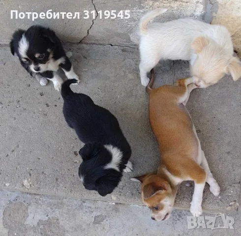 Продавам Чихуахуа, снимка 3 - Чихуахуа - 55353039