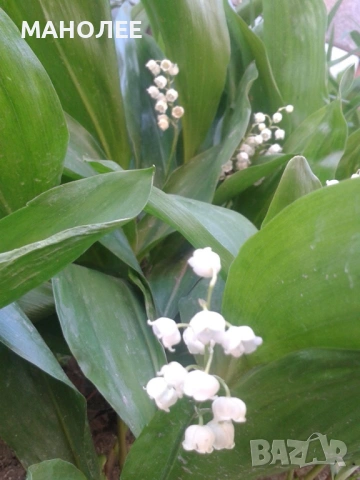 ☘️🌺🪴МОМИНА СЪЛЗА🪻💖🪷