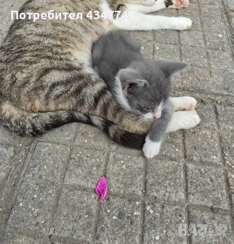 Подарявам две малки мъжки котенца. , снимка 3 - Други - 54941476