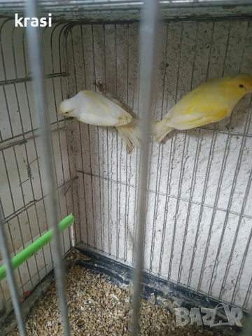 Канарчета, снимка 6 - Канари - 54036241
