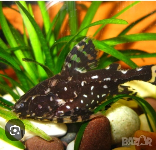 Продавам два сома Агамикс, снимка 4 - Рибки - 54220624