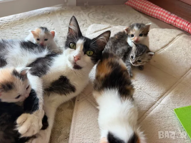 Домашни Котенца с Хигиенни Навици и Доставка до Вашия Град, снимка 18 - Ангорски - 49781355
