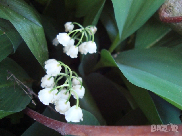 Момина сълза ( Convallaria majalis)