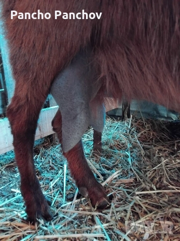 продавам четири кози 