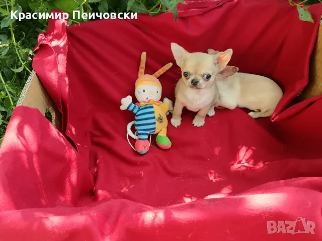 момче чихуахуа. 