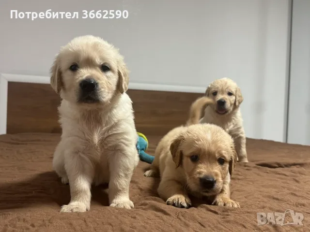🐾 Малки кученца Голдън Ретривър търсят своите любящи семейства! 🐶❤️, снимка 2 - Голдън ретривър - 55669507