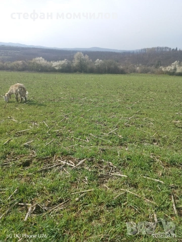 продавам , снимка 3 - Кози - 54162161