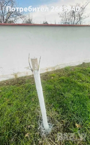 8 годишни дървета Каталпа, снимка 2 - Градински цветя и растения - 54139727