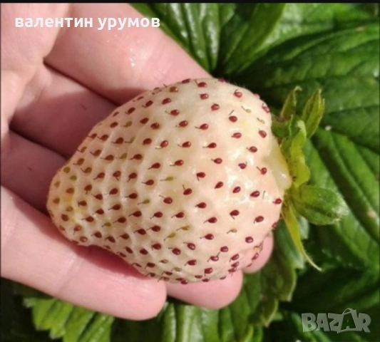Бяла ягода 