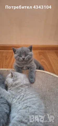 Британски късокосмести котки, снимка 6 - Британска късокосместа - 55682444
