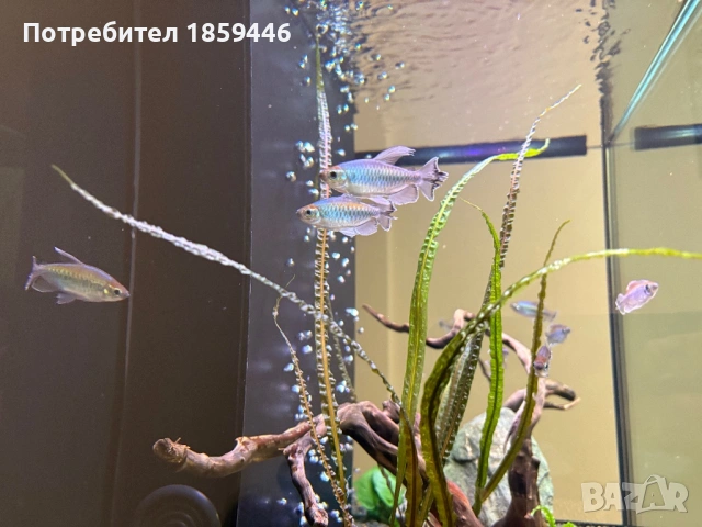 Конго тетри, снимка 2 - Рибки - 54083005