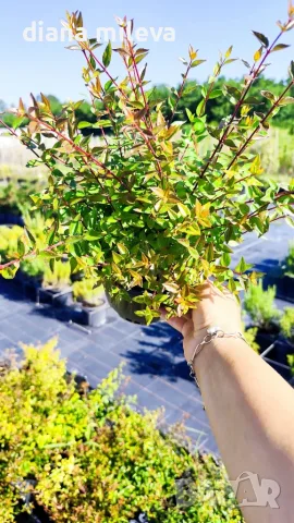 Абелия Грандифлора Прострата, Аbelia Grandiflora Prostrata!!!, снимка 11 - Градински цветя и растения - 55601458