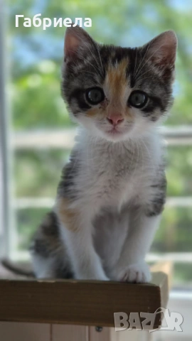 Коте търси дом, снимка 2 - Други - 54548660