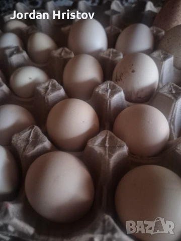 Продавам гъски патици и пуйки , снимка 8 - Патици и гъски - 53964312