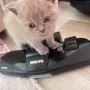 Британски късокосмести котенца!, снимка 5