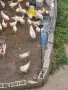 продавам 7 ярки с 4 петела Бял Легхорн , снимка 2