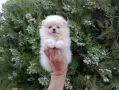 Померани ! Реални снимки от днес !, снимка 4