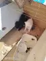 померан шпиц немски кръстоска , снимка 2