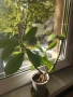 Каучуково растение (Syngonium grantii) , снимка 8