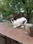 Женски заек на 1 година , снимка 4