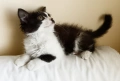 Подарявам малко котенце на 3 месеца, снимка 5