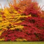 Parrotia persica (Персийска паротия / Желязно дърво), снимка 2