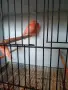 Свободни канри гр Перник , снимка 1