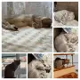Британка на 2 години, Подаряваме  , снимка 4