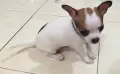 Мини чихуахуа.., снимка 3