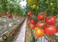 Продавам фейсбук страница с 3366 последователя за набиране на работници за работа в холандия , снимка 6