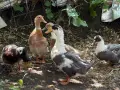 Разпродажба на патици, каки кембъл, каюга, пекински, и други пернати кокошки и други, снимка 4