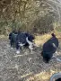 каракачански кученца каракачанки, снимка 3