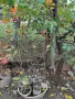Арония Плод с много добро качество , снимка 1