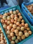 Продавам кайсии за компот , снимка 4