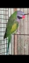 птици на добри цени 🦜, снимка 7
