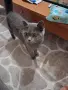 Британска женска котка, снимка 2