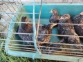 Продавам ярки шабо, снимка 4