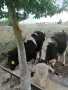 Продавам телета , снимка 1