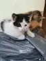 Котенца - Подарявам, снимка 5